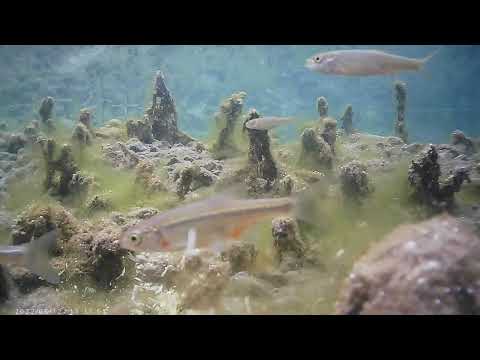 River fishes - მდინარე ილტოს თევზები, ახმეტა